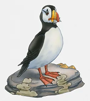 Illustration of Atlantic Puffin (Fratercula arctica) standing on rock Illustration of Atlantic Puffin (Fratercula arctica) standing on rock