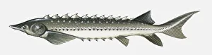 Illustration of Atlantic sturgeon (Acipenser oxyrinchus oxyrinchus) Illustration of Atlantic sturgeon (Acipenser oxyrinchus oxyrinchus)