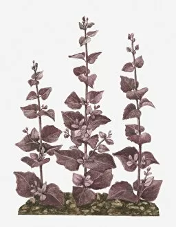 Illustration of Atriplex hortensis var. rubra (Red Orache) bearing purple leaves on tall stems
