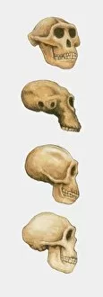 Illustration of Australopithecus, Homo habilis and Homo sapiens skulls