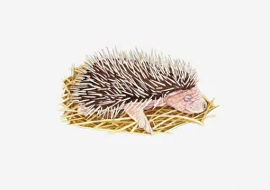 Illustration of baby European Hedgehog (Erinaceus europaeus) in nest Illustration of baby European Hedgehog (Erinaceus europaeus) in nest