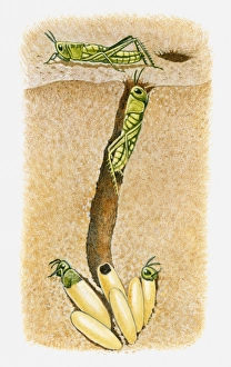 Illustration of baby locusts emerging from their eggs, buried underground in sand Illustration of baby locusts emerging from their eggs, buried underground in sand