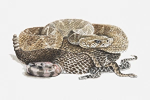 Illustration of baby rattlesnakes with their mother Illustration of baby rattlesnakes with their mother