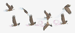 Illustration of Bald Eagles mating in flight Illustration of Bald Eagles mating in flight