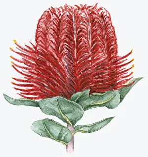 Illustration of Banksia coccinea (Scarlet Banksia), with red flower and green leaves Illustration of Banksia coccinea (Scarlet Banksia), with red flower and green leaves
