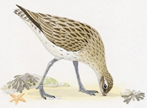 Illustration of Bar-tailed Godwit (Limosa lapponica) foraging for food on beach Illustration of Bar-tailed Godwit (Limosa lapponica) foraging for food on beach