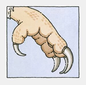 Images Dated 15th October 2009: Illustration of Barn Owl (Tyto alba) talons, close-up