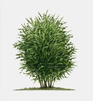 Illustration of Berberis vulgaris (European barberry), a deciduous shrub showing summer Illustration of Berberis vulgaris (European barberry), a deciduous shrub showing summer