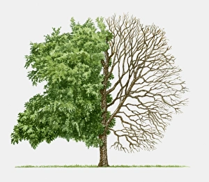Illustration of Betula nigra (River birch), a deciduous tree showing summer leaves Illustration of Betula nigra (River birch), a deciduous tree showing summer leaves