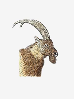 Illustration of Bezoar Ibex (Capra aegagrus aegagrus) head of wild goat in profile Illustration of Bezoar Ibex (Capra aegagrus aegagrus) head of wild goat in profile