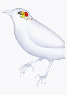 Illustration of bird brain, including cerebrum, cerebellum, and medulla Illustration of bird brain, including cerebrum, cerebellum, and medulla