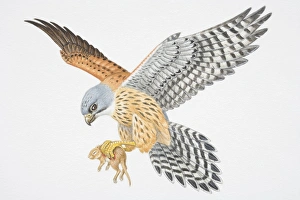 Illustration, bird of prey flying with small animal gripped in its claws Illustration, bird of prey flying with small animal gripped in its claws