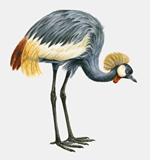 Illustration of a Black crowned crane (Balearica pavonina), side view Illustration of a Black crowned crane (Balearica pavonina), side view