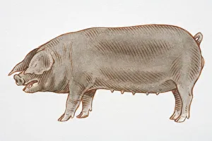 Illustration, black female Domestic Pig (sus sp.), side view Illustration, black female Domestic Pig (sus sp.), side view