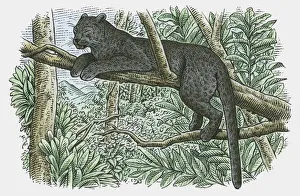 Illustration of a Black Panther (Panthera onca) resting in branches of tree in rainforest Illustration of a Black Panther (Panthera onca) resting in branches of tree in rainforest