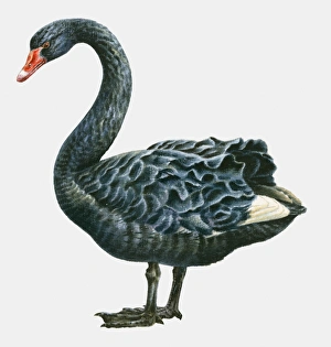 Illustration of a Black swan (Cygnus atratus), side view Illustration of a Black swan (Cygnus atratus), side view