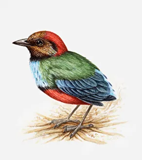 Illustration of a Blue-breasted pitta, also known as Red-bellied pitta (Pitta erythrogaster), side view Illustration of a Blue-breasted pitta, also known as Red-bellied pitta (Pitta erythrogaster), side view