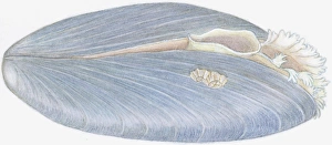 Illustration of Blue Mussel (Mytilus edulis), showing oval opening and fringed opening, and barnacles growing on shell Illustration of Blue Mussel (Mytilus edulis), showing oval opening and fringed opening, and barnacles growing on shell
