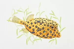 Images Dated 19th February 2008: Illustration of Blue-spotted Boxfish (Ostracion cubicus)
