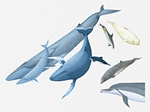Illustration of Blue Whale and young, Humpback Whale, Black Dolphin, Beaked Whale Illustration of Blue Whale and young, Humpback Whale, Black Dolphin, Beaked Whale