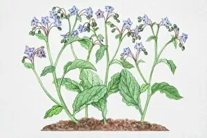Formal Garden Gallery: Illustration, Borago officinalis, Borage, blue star-like flowers with large elongaged leaves