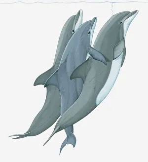 Illustration of two Bottlenose Dolphins (Tursiops) lifting a third dolphin to water Illustration of two Bottlenose Dolphins (Tursiops) lifting a third dolphin to water