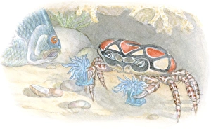 Illustration of Boxer Crab or Pom-Pom Crab (Lybia tesselata Illustration of Boxer Crab or Pom-Pom Crab (Lybia tesselata