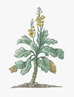 Illustration of Brassica oleracea (Wild Mustard), tall biennial plant with small yellow flowers Illustration of Brassica oleracea (Wild Mustard), tall biennial plant with small yellow flowers