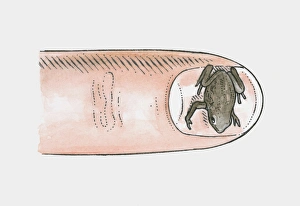 Illustration of Brazilian Gold Frog (Brachycephalus didactylus) on fingernail Illustration of Brazilian Gold Frog (Brachycephalus didactylus) on fingernail