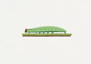 Illustration of Brazilian Skipper (Calpodes ethlius) caterpillar on green stem Illustration of Brazilian Skipper (Calpodes ethlius) caterpillar on green stem