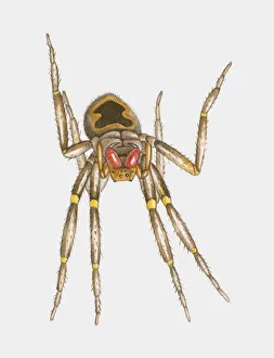 Illustration of Brazilian Wandering Spider (Phoneutria spp.) Illustration of Brazilian Wandering Spider (Phoneutria spp.)