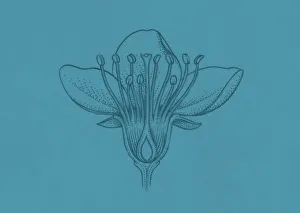 Illustration of broadleaf flower showing ovules inside the ovary Illustration of broadleaf flower showing ovules inside the ovary