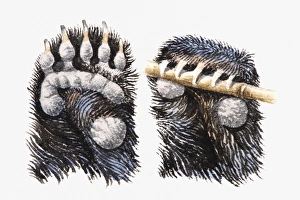 Illustration of Brown Bear (Ursus arctos) paws showing pads Illustration of Brown Bear (Ursus arctos) paws showing pads