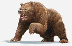 Illustration of a Brown bear (Ursus arctos) roaring Illustration of a Brown bear (Ursus arctos) roaring