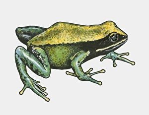 Illustration of Brown Mantella (Mantella betsileo) Illustration of Brown Mantella (Mantella betsileo)