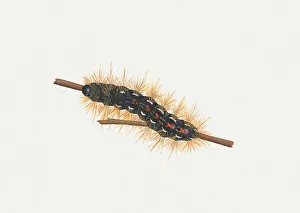 Illustration of Brown-tail (Euproctis chrysorrhoea) caterpillar on stem Illustration of Brown-tail (Euproctis chrysorrhoea) caterpillar on stem