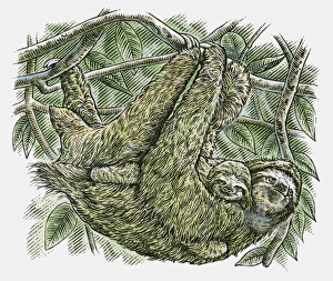 Illustration of Brown-throated Three-toed Sloth (Bradypus variegatus) and baby hanging from branch Illustration of Brown-throated Three-toed Sloth (Bradypus variegatus) and baby hanging from branch