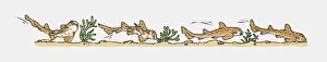 Illustration of Bullhead Sharks (Heterodontus) swimming camouflaged against ocean floor Illustration of Bullhead Sharks (Heterodontus) swimming camouflaged against ocean floor