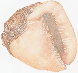 Illustration of Bullmouth Helmet (cypraecassis rufa), empty shell showing aperture or Illustration of Bullmouth Helmet (cypraecassis rufa), empty shell showing aperture or
