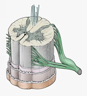 Central Nervous System Gallery: Illustration of bundle of nerves in human spine