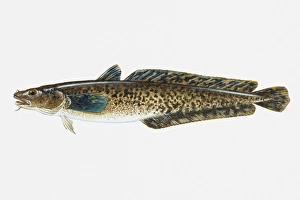 Illustration of Burbot (Lota lota) freshwater fish Illustration of Burbot (Lota lota) freshwater fish