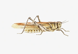 Illustration of Bush Cricket (Tettigonia viridissima) Illustration of Bush Cricket (Tettigonia viridissima)