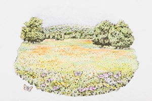 Illustration of butterflies and abundance of wildflowers in meadow Illustration of butterflies and abundance of wildflowers in meadow