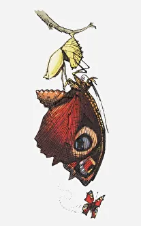 Illustration of butterfly below cocoon attached to stem and in flight Illustration of butterfly below cocoon attached to stem and in flight