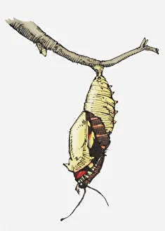 Illustration of butterfly emerging from cocoon attached to budding stem Illustration of butterfly emerging from cocoon attached to budding stem