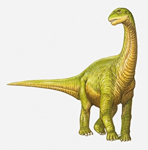 Illustration of a Camarasaurus, Jurassic period Illustration of a Camarasaurus, Jurassic period
