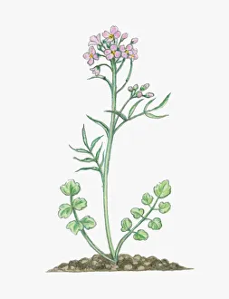 Illustration of Cardamine pratensis (Cuckoo Flower), herbaceous perennial with small pink Illustration of Cardamine pratensis (Cuckoo Flower), herbaceous perennial with small pink