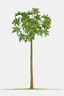 Illustration of Carica papaya (Papaya), a large tree-like tropical plant showing green Illustration of Carica papaya (Papaya), a large tree-like tropical plant showing green