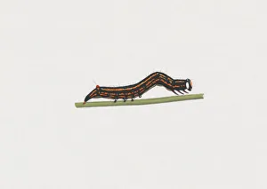 Illustration of Castor Semi-looper (Achaea janata) caterpillar on green stem Illustration of Castor Semi-looper (Achaea janata) caterpillar on green stem