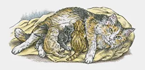 Illustration of cat suckling litter of kittens Illustration of cat suckling litter of kittens